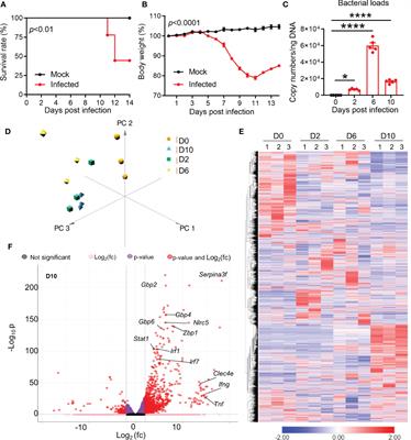 Brain transcriptomics reveal the activation of neuroinflammation pathways during acute Orientia tsutsugamushi infection in mice